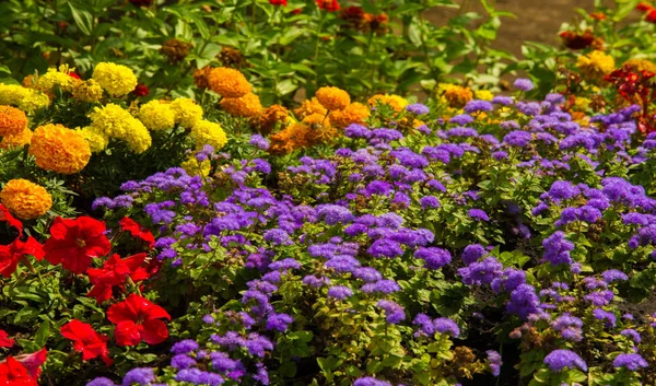 Floral Landscaping Brings Riot Color City Streets City Beds Flowers — Stock Photo, Image