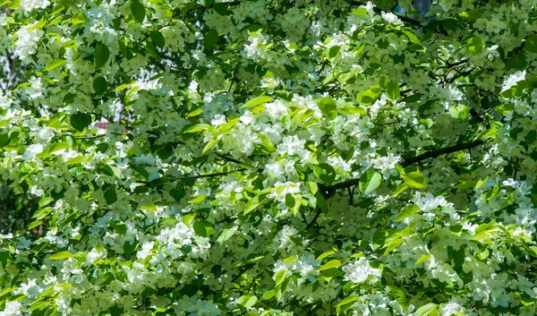 Fleurs Pomme Fleur Pomme Soleil Sur Fond Vert Naturel Les — Photo