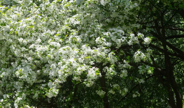 Apple Flowers Apple Blossom Slunci Nad Přírodním Zeleným Pozadím Bílé — Stock fotografie