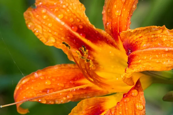 Lírios Lilium Lily Flores São Grandes Muitas Vezes Perfumadas São — Fotografia de Stock