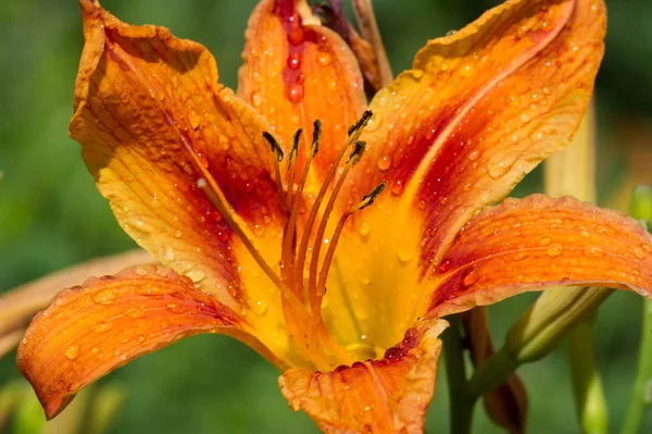 Lírios Lilium Lily Flores São Grandes Muitas Vezes Perfumadas São — Fotografia de Stock