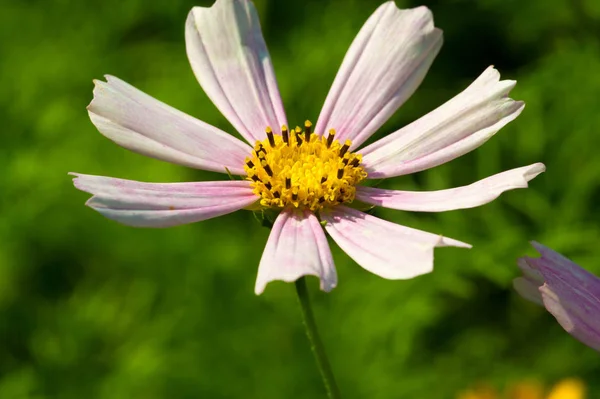 Cosmos Native Scrub Meadowland Mexico Most Species Occur Well United — Stock Photo, Image