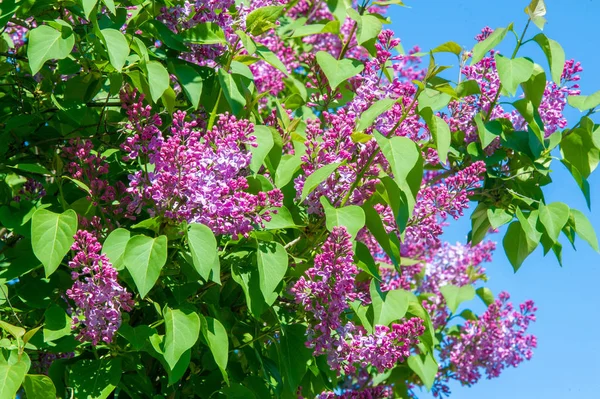 Syringa Lila Arter Blommande Vedartade Växter Olivfamiljen Inhemska Till Skogsmark — Stockfoto