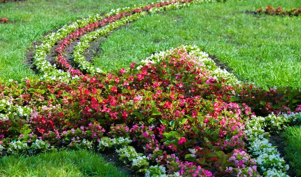 Floral Landscaping Brengt Een Rel Van Kleur Straten Van Stad — Stockfoto