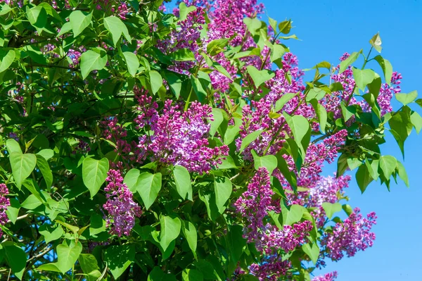 オリーブ科の木本植物の開花の新羅ライラック種は 東南ヨーロッパから東アジアへの森林やスクラブに自生し 一般的に他の温帯地域で栽培されています — ストック写真