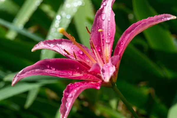 Лилия Лилия Лили Цветы Большие Часто Ароматные Представлены Широком Диапазоне — стоковое фото