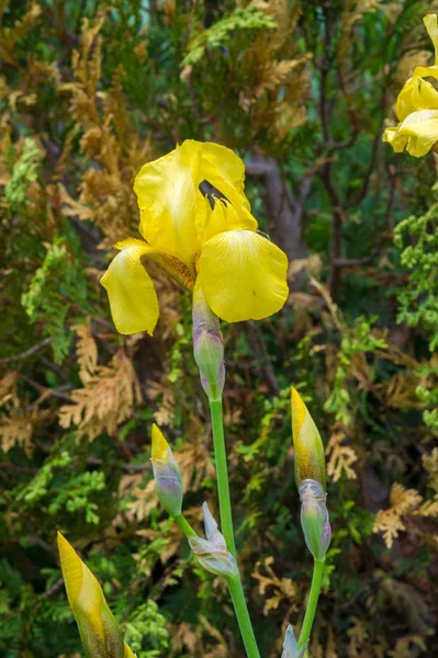 Iris Fiore Nazionale Della Croazia Fiore Nazionale Della Giordania Iris — Foto Stock