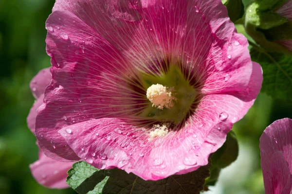 Virág Mályvacukor Vízcseppek Fűre Miután Nyári Eső Nedvesség Lecsapódott Légkör — Stock Fotó