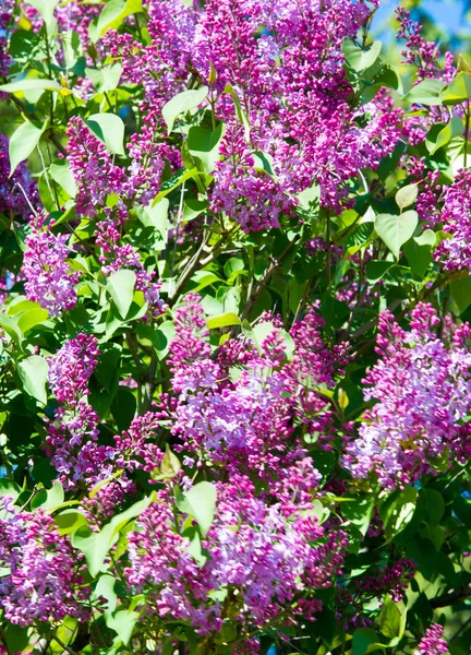 オリーブ科の木本植物の開花の新羅ライラック種は 東南ヨーロッパから東アジアへの森林やスクラブに自生し 一般的に他の温帯地域で栽培されています — ストック写真