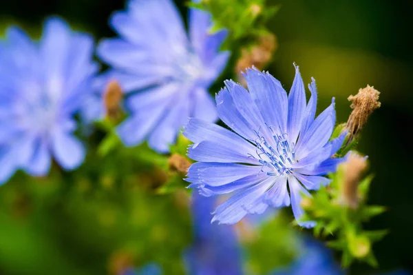 stock image Blue cornflower Its popularity in the United States, Canada, Britain and Australia was so high that it became a symbol of Corning Glass Works.