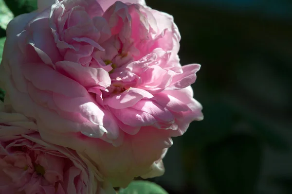 Rose Enroulement Rose Est Une Plante Vivace Vivace Genre Rose — Photo