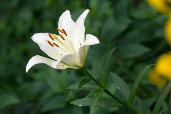 Liliom Liliom Lily Virágok Nagy Gyakran Illatos Bemutatják Színek Széles — Stock Fotó