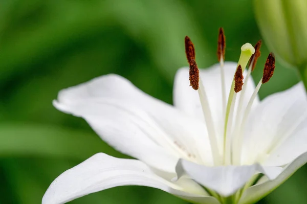 Lilien Lilie Blüten Sind Groß Oft Duftend Und Werden Einer — Stockfoto