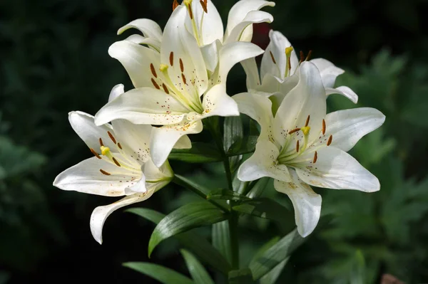 Lilies Lilium Lily Flowers Large Often Fragrant Presented Wide Range — Stock Photo, Image