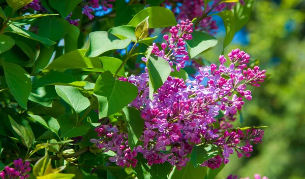 Syringa Lila Arter Blommande Vedartade Växter Olivfamiljen Inhemska Till Skogsmark — Stockfoto