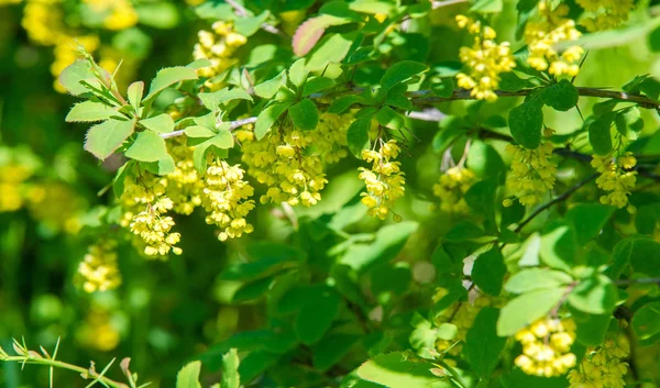 베르베 독수리 Berberis Vulgaris 바베리 Barberry 베르베 Berberis 관목이다 수있는 — 스톡 사진