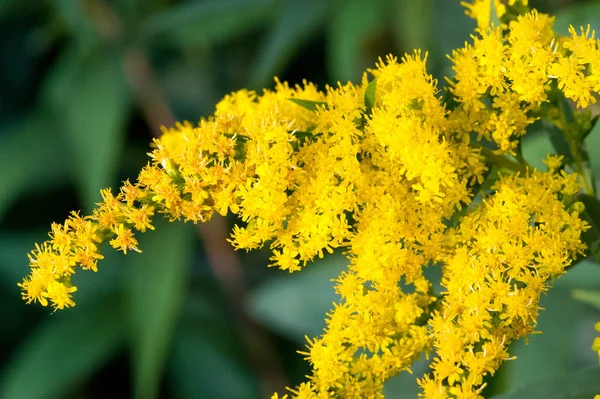 Genellikle Altın Ağaç Olarak Adlandırılan Saltago Çiçeği Kuzey Amerika Dan — Stok fotoğraf