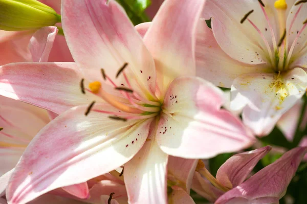 Lilies Lilium Lily Flowers Large Often Fragrant Presented Wide Range — Stock Photo, Image