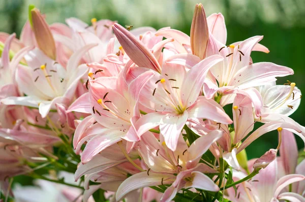 Zambak Zambakları Lily Çiçekler Büyük Genellikle Hoş Kokulu Beyaz Sarı — Stok fotoğraf