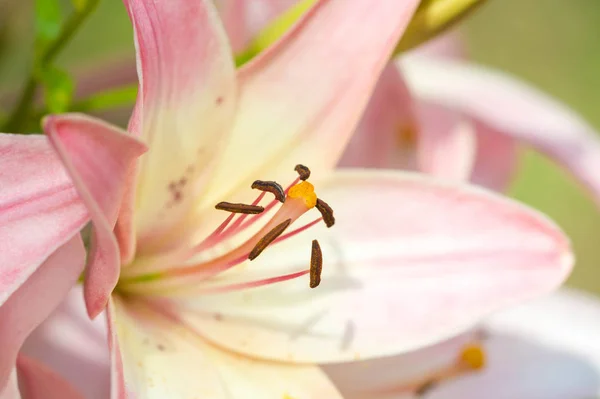 Liliom Liliom Lily Virágok Nagy Gyakran Illatos Bemutatják Színek Széles — Stock Fotó