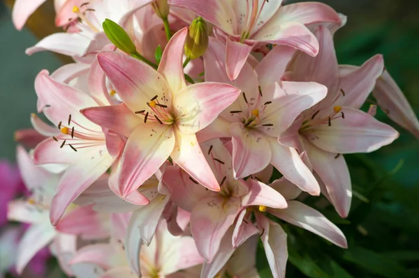 ユリユリユリ 花は大きく しばしば芳香があり オレンジ ピンク 紫などの幅広い色で提示されます マーキングにはスポットやブラシストロークが含まれます — ストック写真