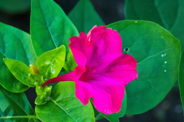 Ραμιλλίς Τζαλάπα Θαύμα Του Περού Ένα Λουλούδι Τεσσάρων Ωρών Είναι — Φωτογραφία Αρχείου