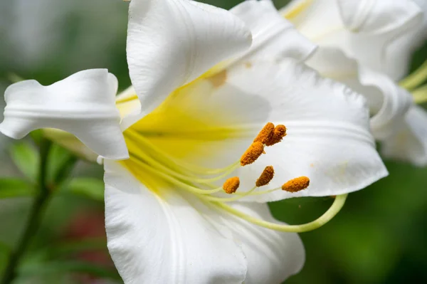 Lilies Lilium Lily Flowers Large Often Fragrant Presented Wide Range — Stock Photo, Image