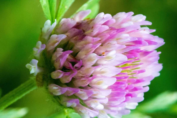 Yonca Bezelye Familyasının Yoğun Küresel Çiçek Başları Tipik Olarak Lob — Stok fotoğraf