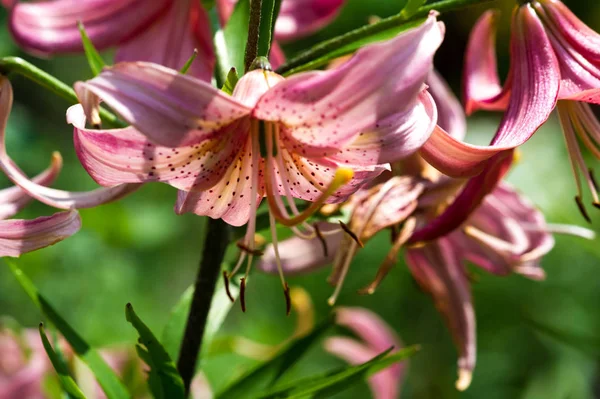 Lírios Lilium Lily Flores São Grandes Muitas Vezes Perfumadas São — Fotografia de Stock