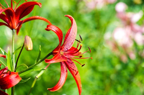 Lírios Lilium Lily Flores São Grandes Muitas Vezes Perfumadas São — Fotografia de Stock