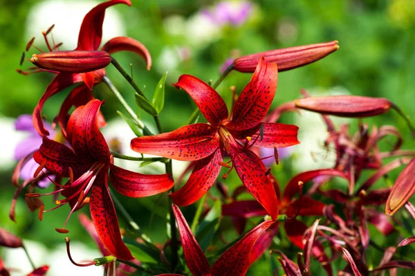 Lírios Lilium Lily Flores São Grandes Muitas Vezes Perfumadas São — Fotografia de Stock