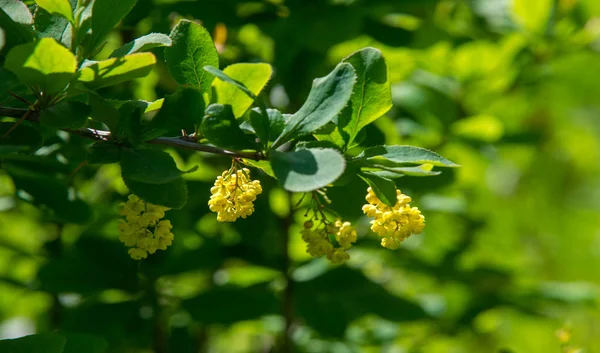 Berberis Vulgaris Berberiler Berberis Vulgaris Familyasından Bir Böğürtlen Türü Yenilebilir — Stok fotoğraf