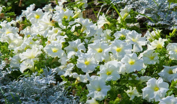 Floral Landscaping Brings Riot Color City Streets City Beds Flowers — Stock Photo, Image