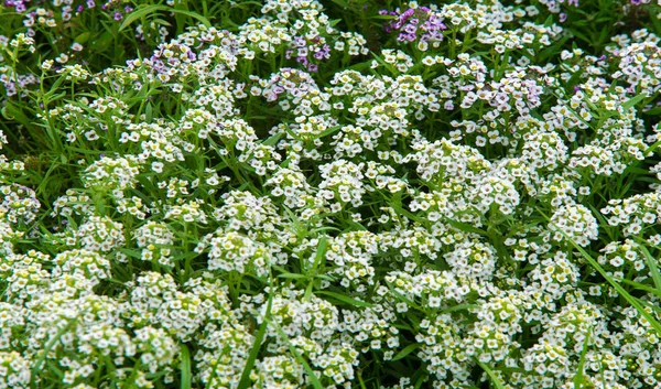 Lobularia Snow Princess Sweet Alyssum Delicate Carpet Tiny Flowers Subtle — Stock Photo, Image