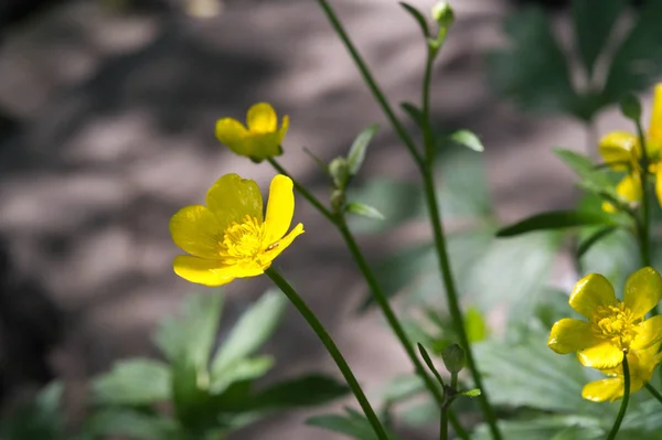 루스아 크리스 Ranunculus Acris 나무과에 속하는 식물의 일종으로 과온대 유라시아 — 스톡 사진