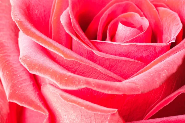 Rosor Blommor Växt Med Vackra Stora Doftande Blommor Och Stjälk — Stockfoto