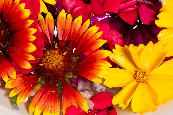 Fiori Campo Prato Strappati Fotografati Acqua Colori Vivaci Petali Separabili — Foto Stock