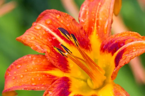 Lilies Lilium Lily - Flowers are large, often fragrant, and are presented in a wide range of colors, including white, yellow, oranges, pink, red and purple. Marking includes spots and brush strokes.