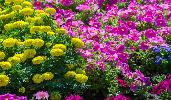 Floral Landscaping Brings Riot Color City Streets City Beds Flowers — Stock Photo, Image