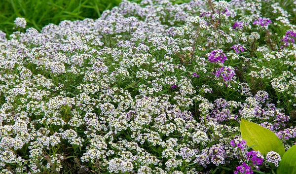 Lobularia Snow Princess Słodki Alyssum Delikatny Dywan Drobnych Kwiatów Subtelnym — Zdjęcie stockowe