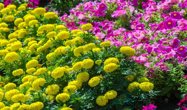 Floral Landscaping Brings Riot Color City Streets City Beds Flowers — Stock Photo, Image