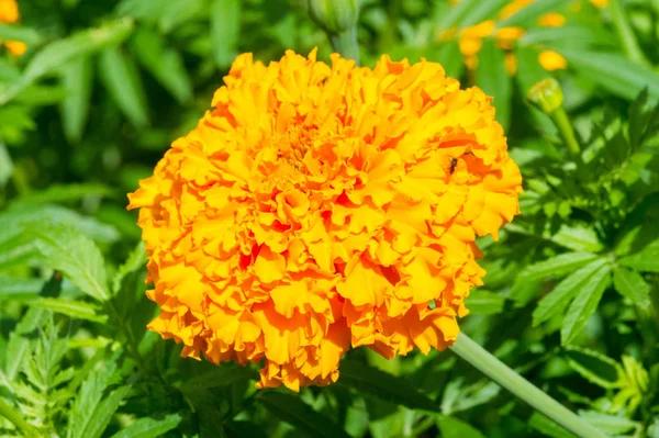 Tagetes Znany Jako Pericone Jest Używany Słodkich Aromatyzowane Anyżu Herbatą — Zdjęcie stockowe