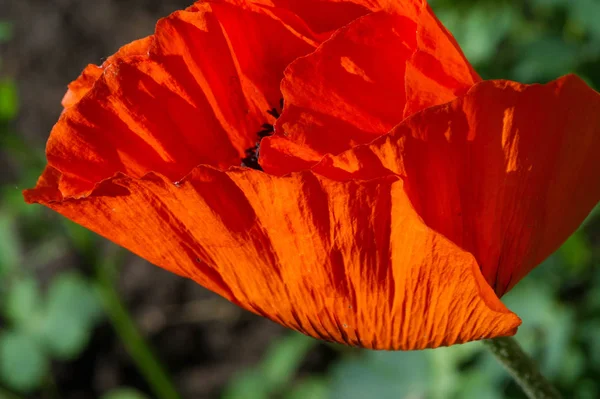 Papaver Tem Propriedades Medicinais Hastes Contêm Leite Látex Látex Papoila — Fotografia de Stock