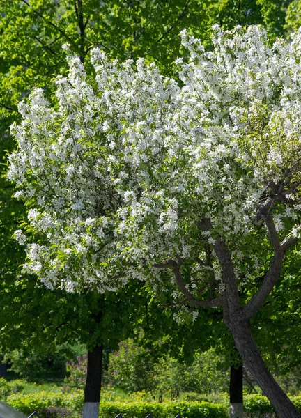 Apple Flowers Apple Blossom Slunci Nad Přírodním Zeleným Pozadím Bílé — Stock fotografie