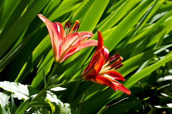 Les Lilium Sont Genre Plantes Herbacées Fleurs Poussant Partir Bulbes — Photo