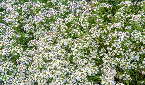 Lobularia Princesa Nieve Dulce Alyssum Una Delicada Alfombra Pequeñas Flores — Foto de Stock