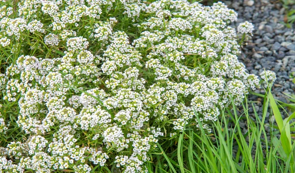 Lobularia Snow Princess Sweet Alyssum Delicate Carpet Tiny Flowers Subtle — Stock Photo, Image