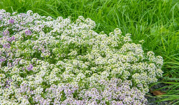 Lobularia Hófehérke Hercegnő Édes Alyssum Egy Finom Szőnyeg Apró Virágokkal — Stock Fotó