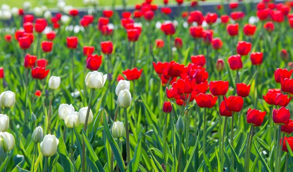 Laleler Tulipa Saklama Organı Olarak Ampullere Sahip Bahar Çiçekleri Açan — Stok fotoğraf