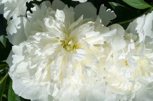 牡丹或白牡丹是牡丹属的开花植物 是白牡丹科唯一的一种 原产于亚洲 欧洲和北美西部 是最受欢迎的园艺植物之一 — 图库照片